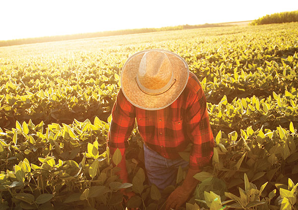 Man in field